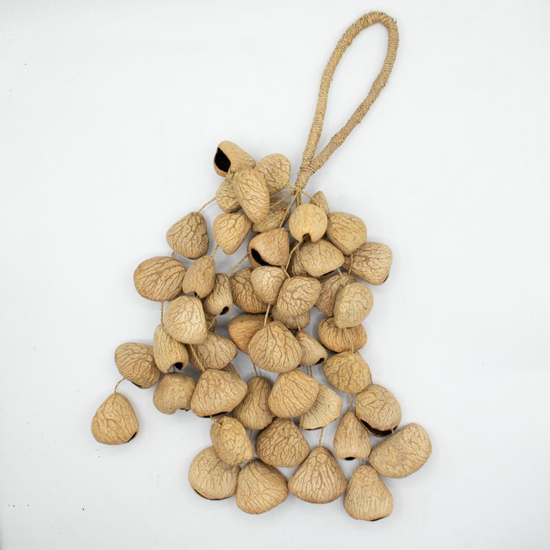 Grande Coque de Graine de Pangi - Hochet Naturel en Noix (50 Coques)