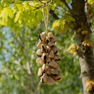 Coque de graine de Pangi moyenne - Hochet naturel en noix (30 coques)