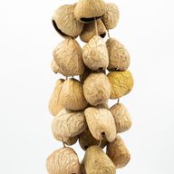 Coque de graine de Pangi moyenne - Hochet naturel en noix (30 coques)