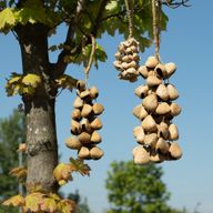 Coque de graine de Pangi moyenne - Hochet naturel en noix (30 coques)