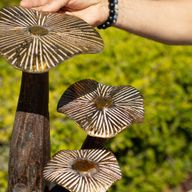 Art Champignon Doré – Naturel – Grand (32x25 cm)