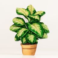 Plantes d'Intérieur en Bois - Plante de Jungle Moyenne