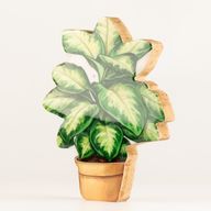 Plantes d'Intérieur en Bois - Plante de Jungle Moyenne