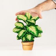 Plantes d'Intérieur en Bois - Plante de Jungle Moyenne