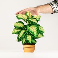 Plantes d'Intérieur en Bois - Grande Pensée