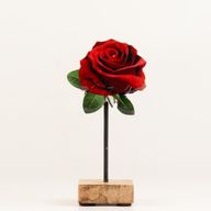 Plantes d'Intérieur en Bois - Mini Rose Unique