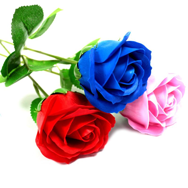 Rose Unique - Bleue