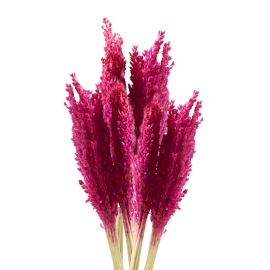 6x Bouquet d\'Herbes Séchées - Cantal - Rose