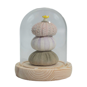 Dôme Lumineux Floral – 3 Oursins – LED USB